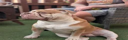 Olde English Bulldogge dogs for stud: 💙OUR OEB STUD aka stitch stunning boy PROVEN 💙  - Advert 2