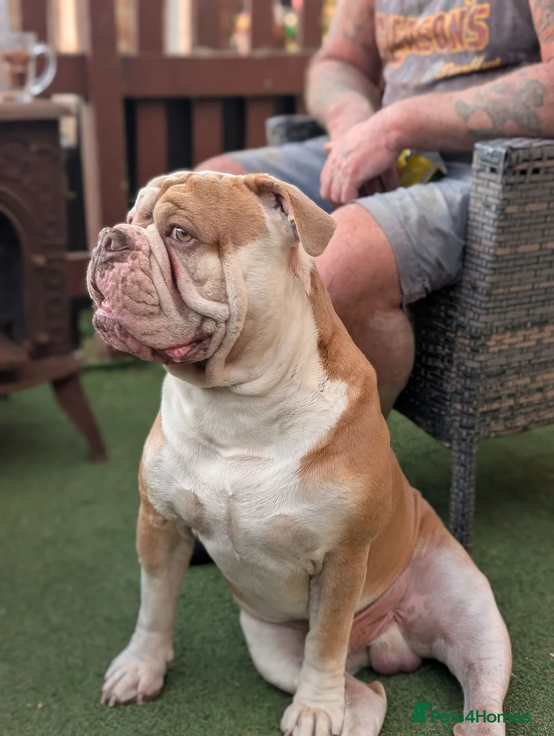 Olde English Bulldogge dogs for stud: 💙OUR OEB STUD aka stitch stunning boy PROVEN 💙  - Advert 2
