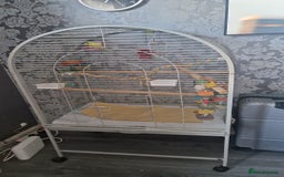Budgerigars birds for sale: Bird with a cage - Image 4