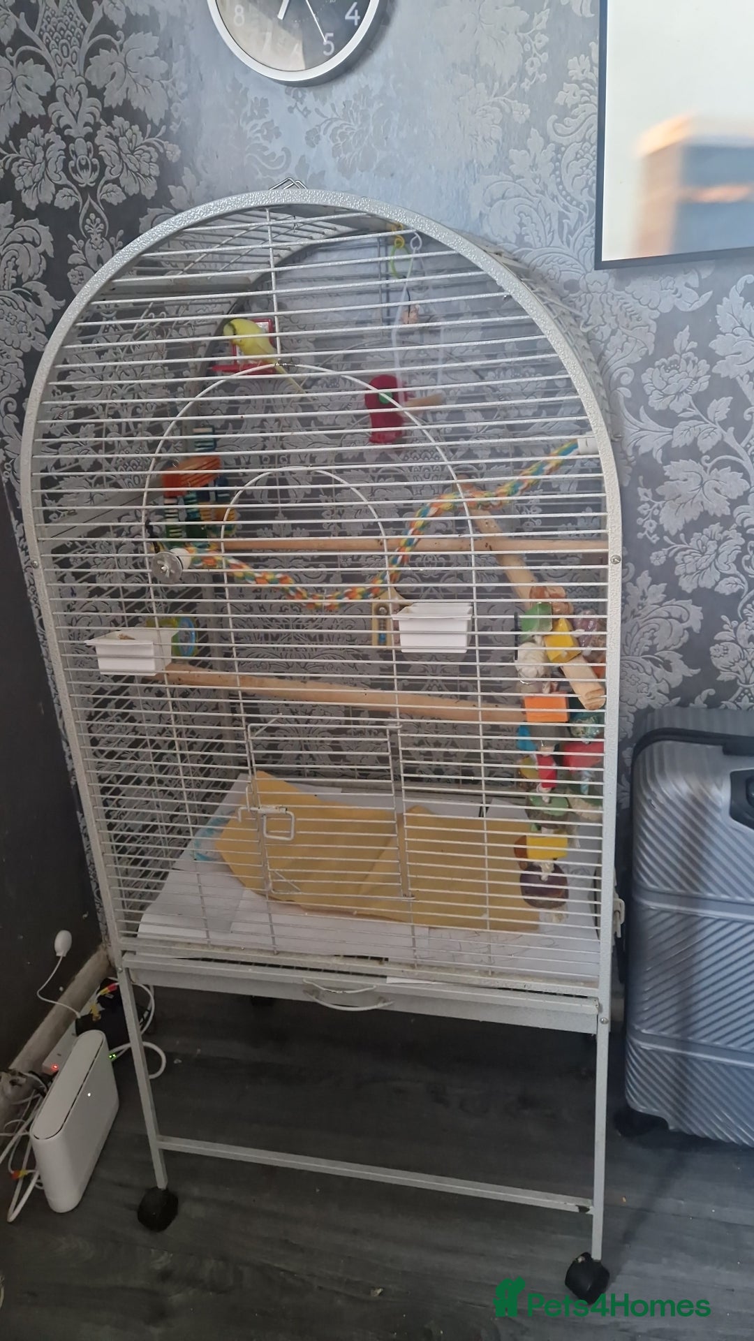 Budgerigars birds for sale: Bird with a cage - Image 4