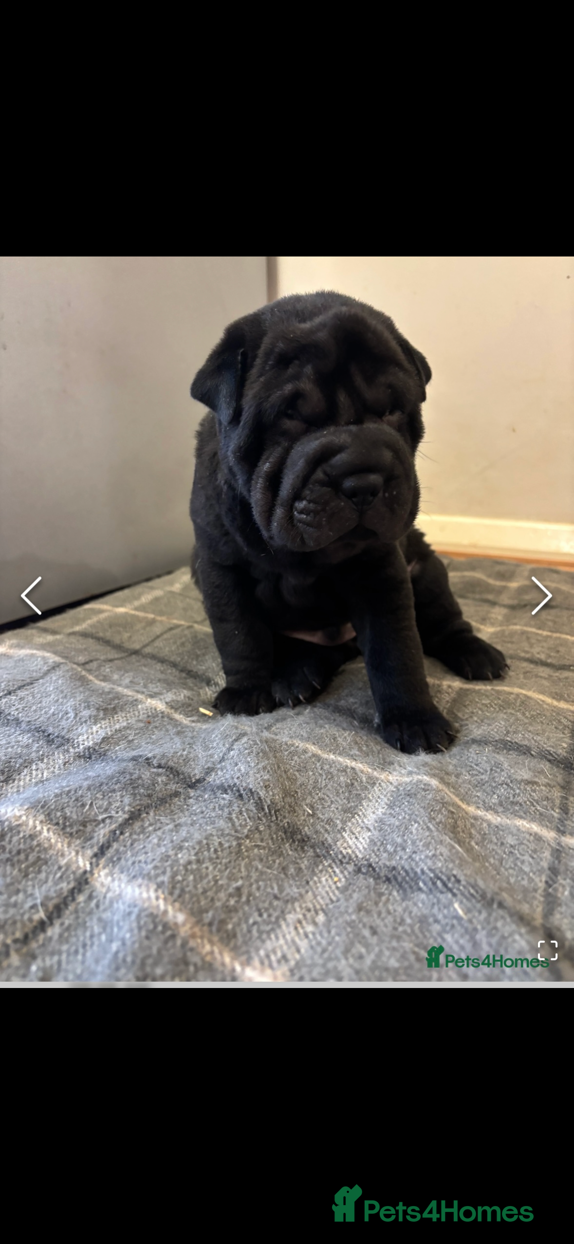 Shar Pei dogs 15 week old puppy needs new home! - Advert 1