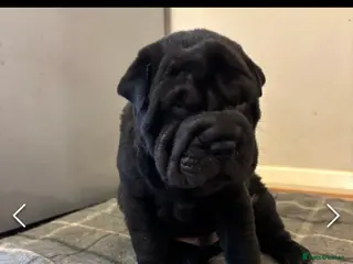 Shar Pei dogs 15 week old puppy needs new home! - Advert 1