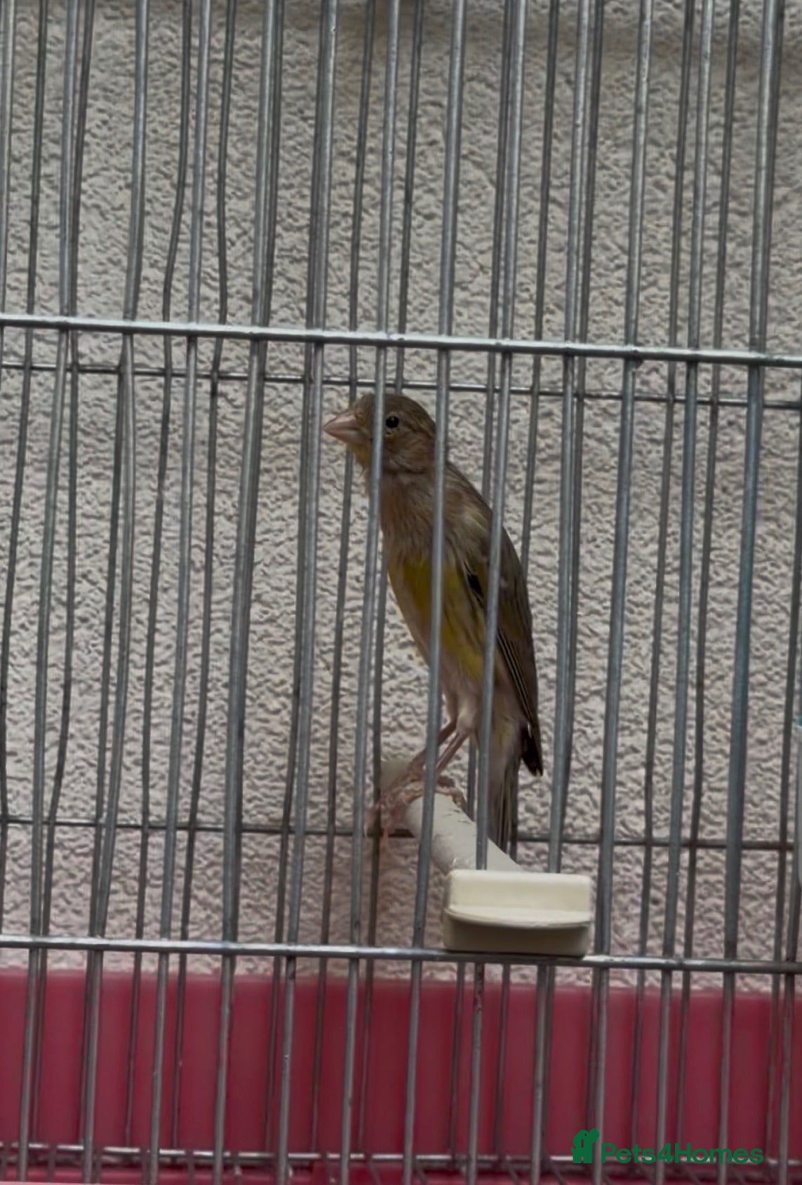 Canaries birds Canary  - Advert 1
