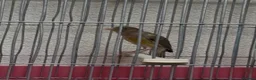 Canaries birds for sale: Canary  - Advert 1