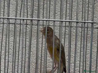 Canaries birds Canary - Advert 1