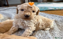 Cockapoo dogs for sale: Cockapoo Puppies (3/4 Toy Poodle/Cockapoo) - Image 4