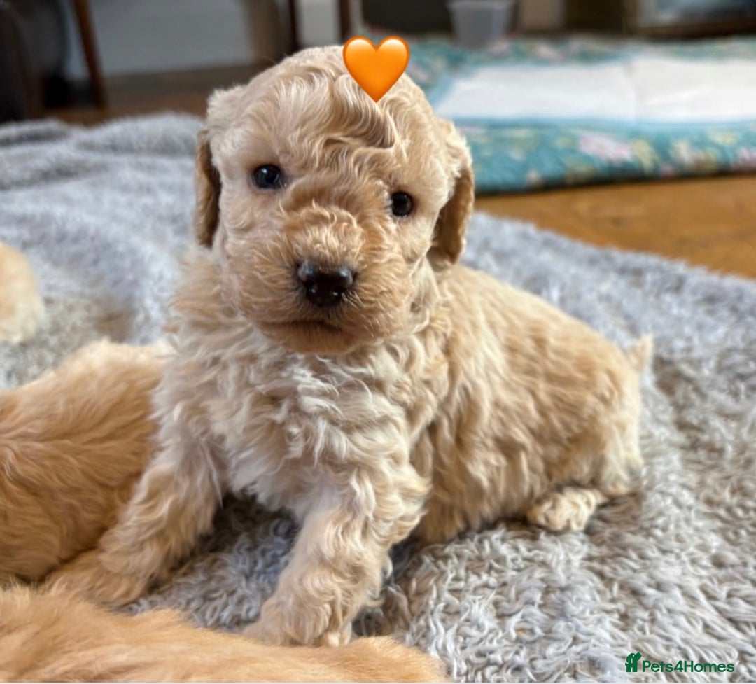 Cockapoo dogs for sale: Cockapoo Puppies (3/4 Toy Poodle/Cockapoo) - Image 4