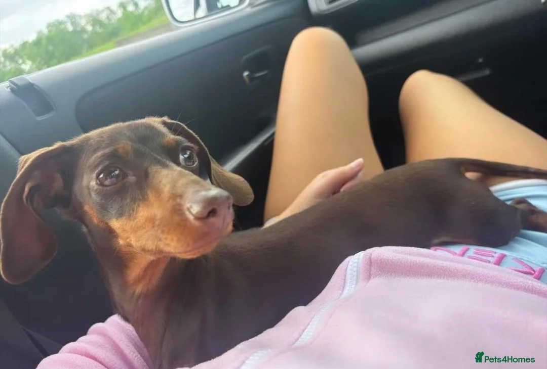 Miniature Dachshund dogs for sale: Rehoming our girl mini 🎀 - Advert 1