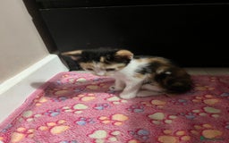 Mixed Breed cats for sale: Beautiful kittens - Image 10