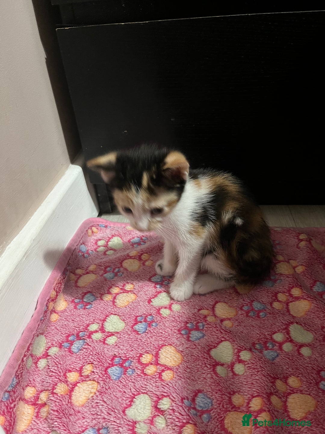 Mixed Breed cats for sale: Beautiful kittens - Image 10
