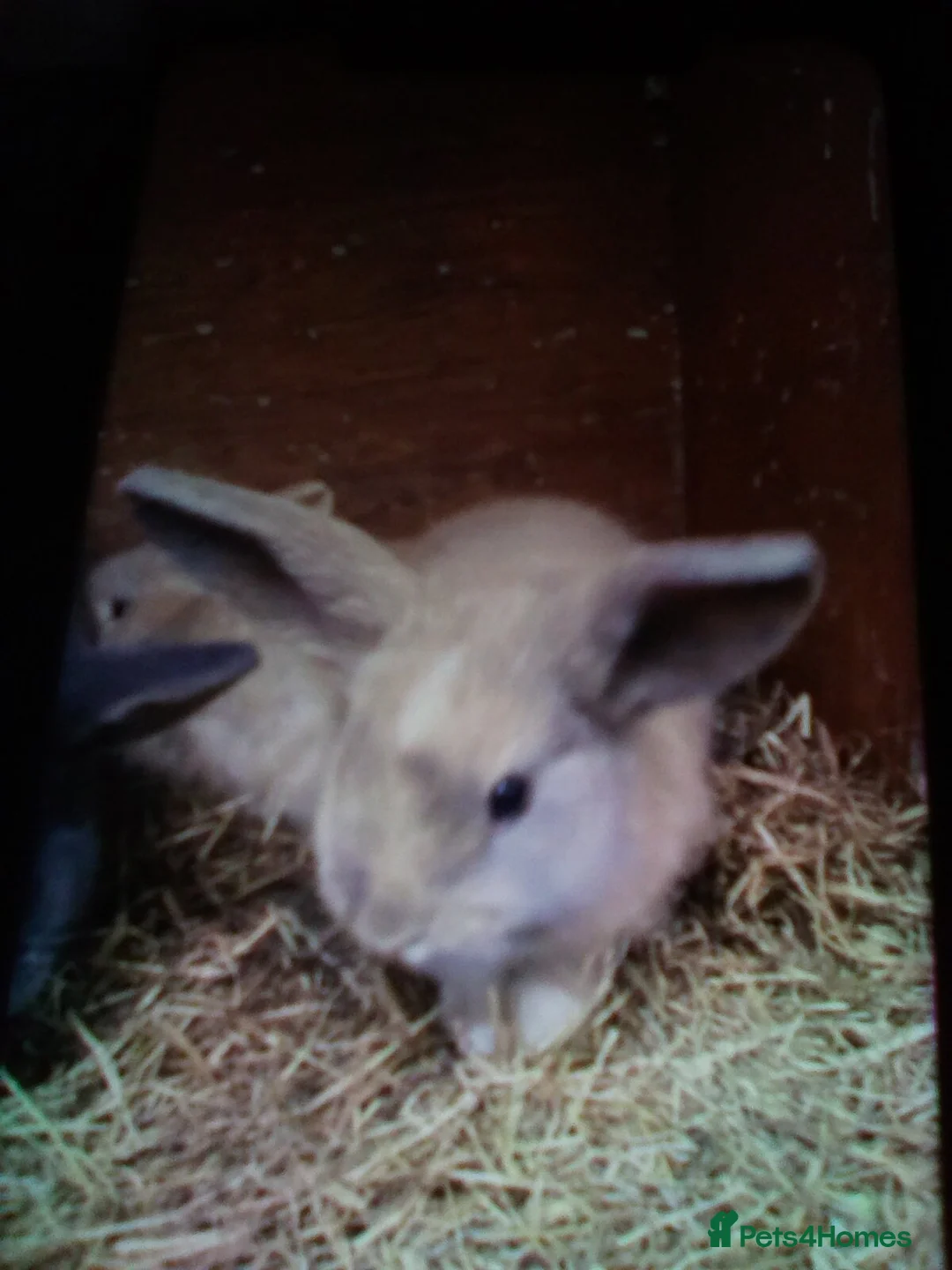 Mini Lop rabbits for sale: Ready to leave now  - Advert 10