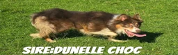 Border Collie dogs for sale: ISDS Registered Male Red Border Collie in Bala - Advert 9