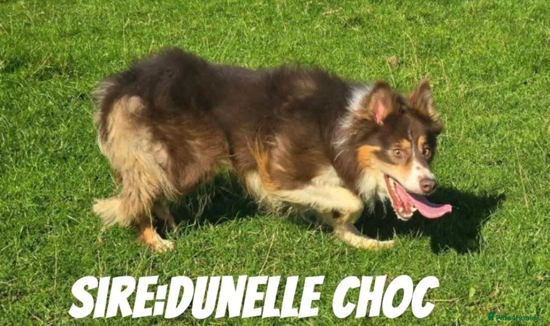 Border Collie dogs for sale: ISDS Registered Male Red Border Collie in Bala - Advert 9