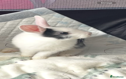 Mixed Breed rabbits for sale: Baby bunny called boo - Image 1