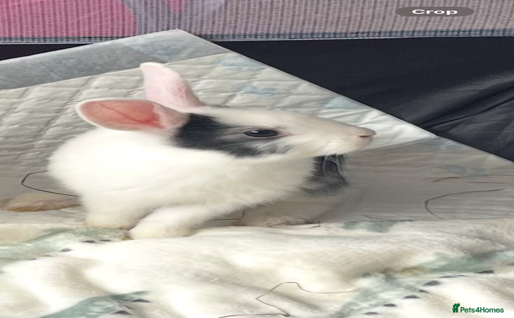 Mixed Breed rabbits - Advert 1