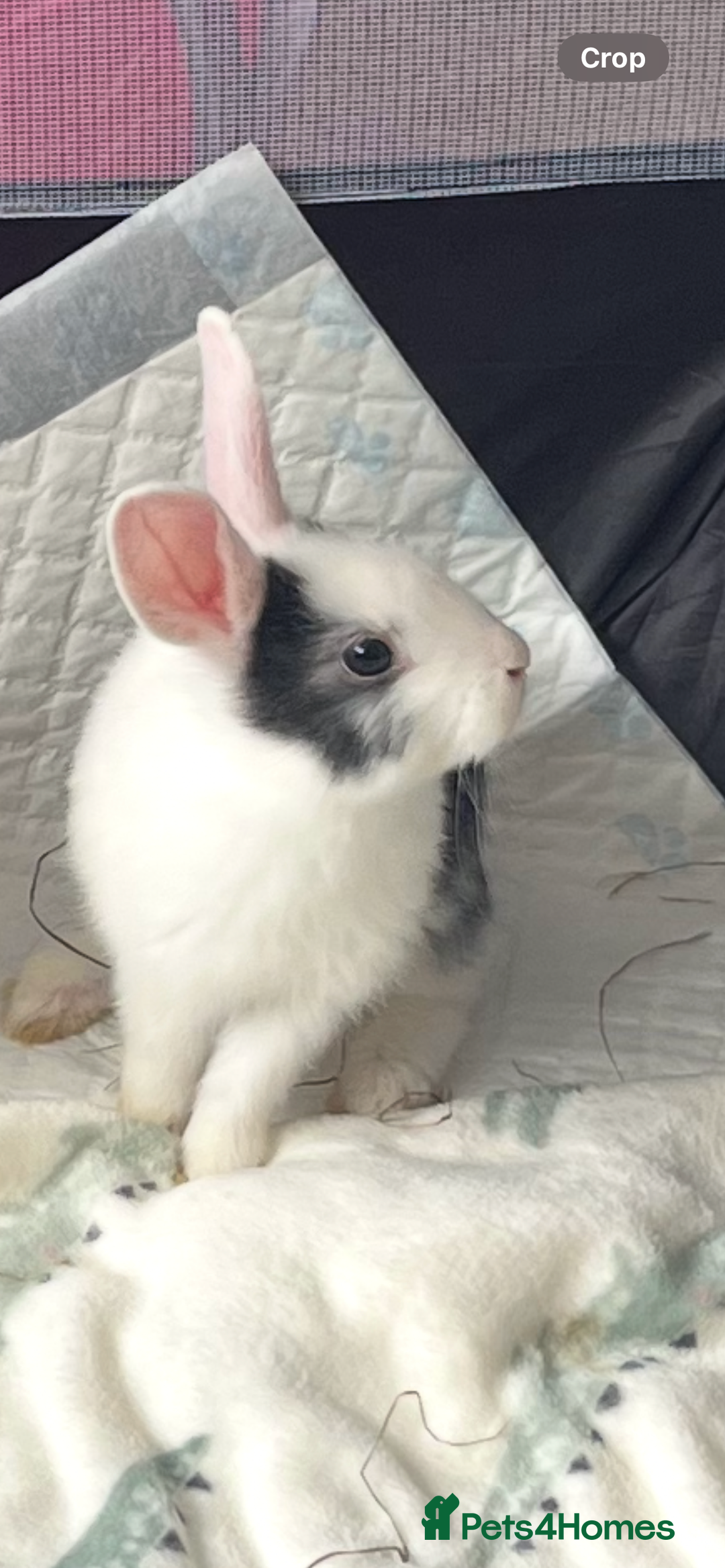 Mixed Breed rabbits for sale: Baby bunny called boo - Image 1