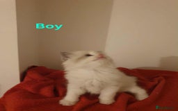 Ragdoll cats for sale: Ragdoll kittens  - Image 14