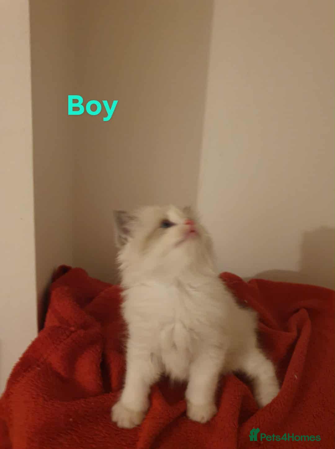 Ragdoll cats for sale: Ragdoll kittens  - Image 14