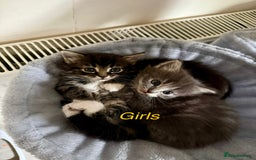 Mixed Breed cats for sale: Adorable kittens  - Image 6