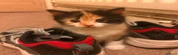 Persian cats for sale: Mix Persian Kittens Ready 2 Collect! - Advert 9