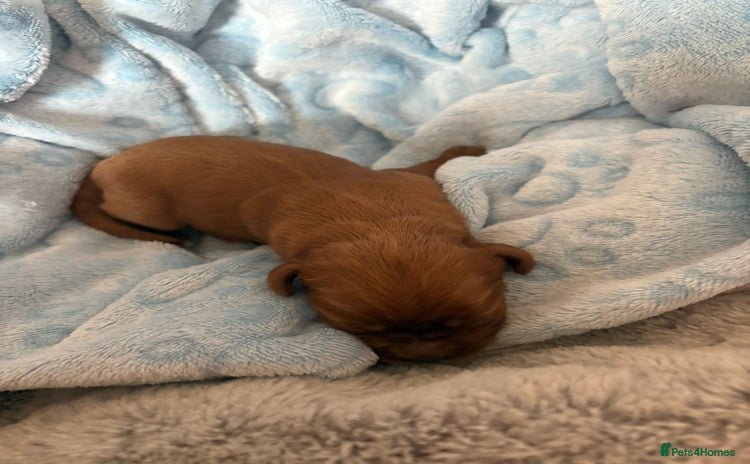 Cavalier King Charles Spaniel dogs - Advert 2