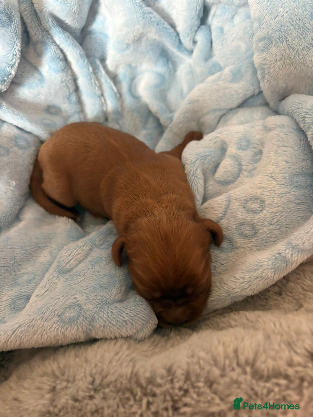 Cavalier King Charles Spaniel dogs for sale: Stunning King Charles Cavalier pups - Image 2