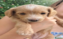 Mixed Breed dogs for sale: Dockerpoo puppies - Image 3