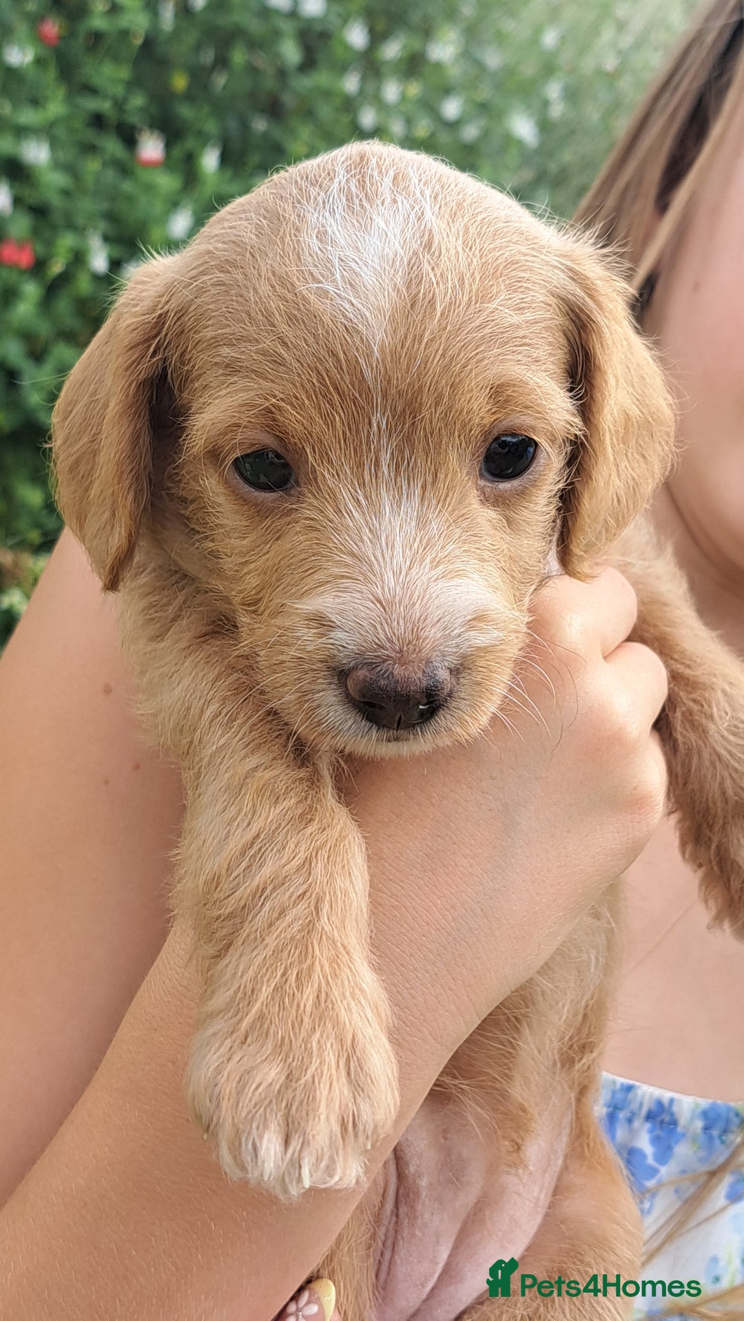 Mixed Breed dogs for sale: Dockerpoo puppies - Image 3