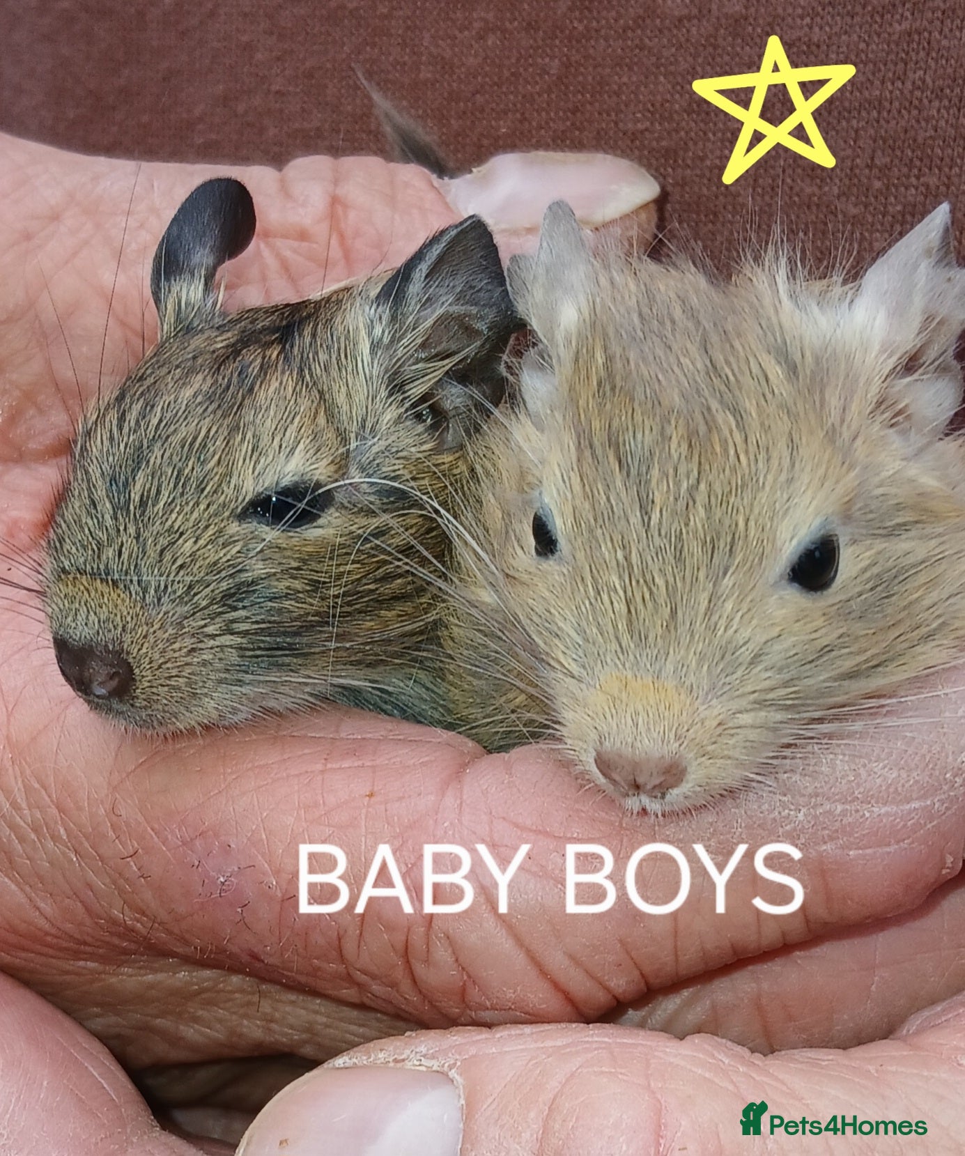 Degus rodents EXOTIC BABY DEGUS in pairs - Advert 1