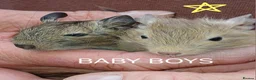 Degus rodents for sale: EXOTIC BABY DEGUS in pairs - Advert 1