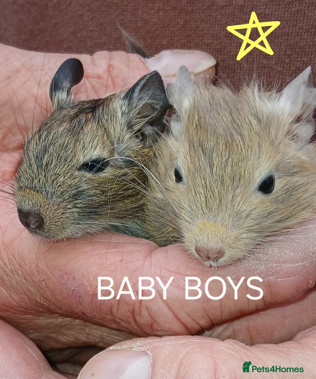 Degus rodents for sale: EXOTIC BABY DEGUS in pairs - Advert 1