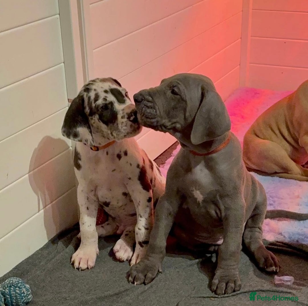 Great Dane dogs for sale: Waiting List Open - Advert 9