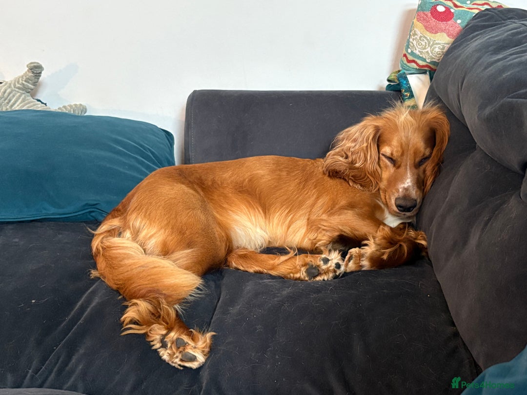 Cocker Spaniel dogs for sale: Minnie, beautiful Cocker Spaniel - Advert 3