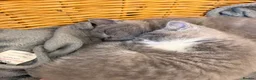 British Shorthair cats for sale: Two British shorthairs for sale  - Advert 4