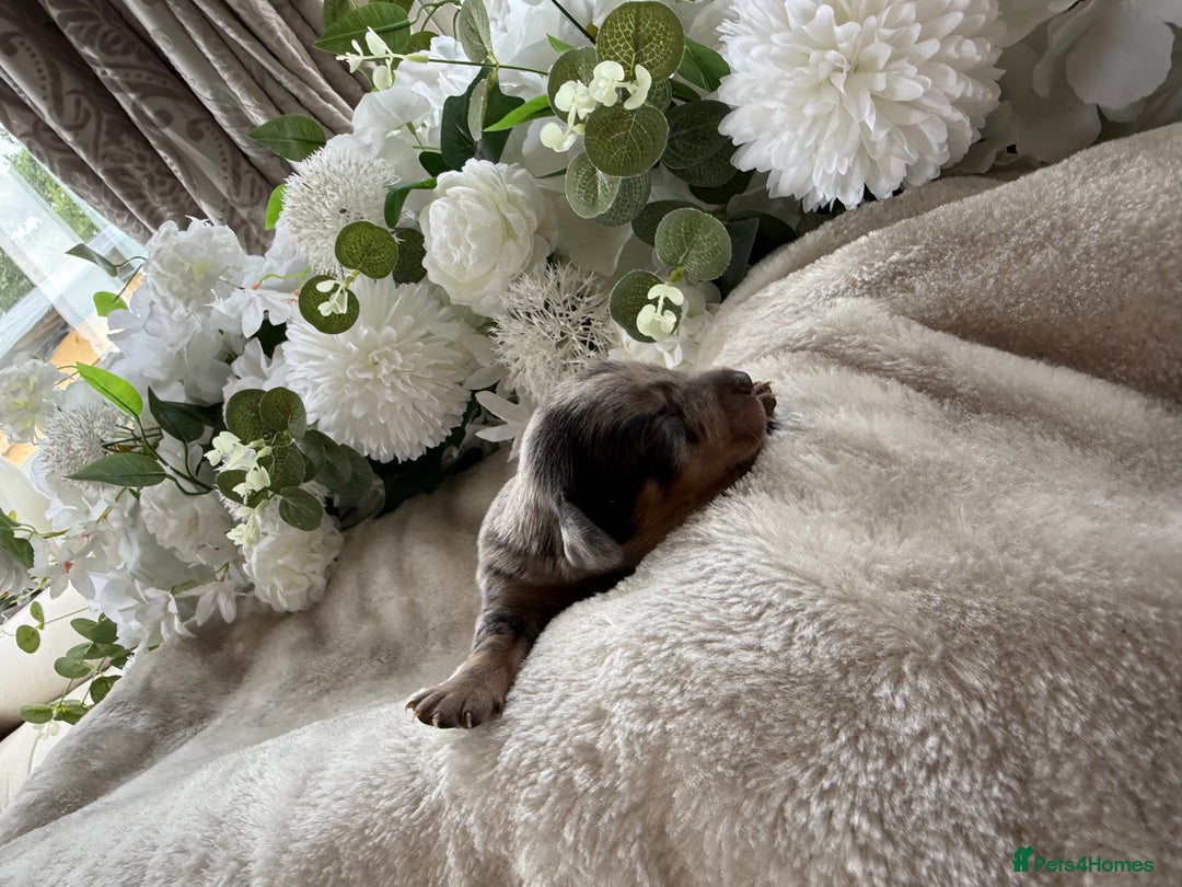Miniature Dachshund dogs for sale: ⭐️Beautiful litter Of Rainbow Dachshund Puppies⭐️ - Image 17