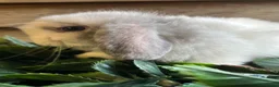 Mini Lop rabbits for sale: Gorgeous pure Mini lops  - Advert 22