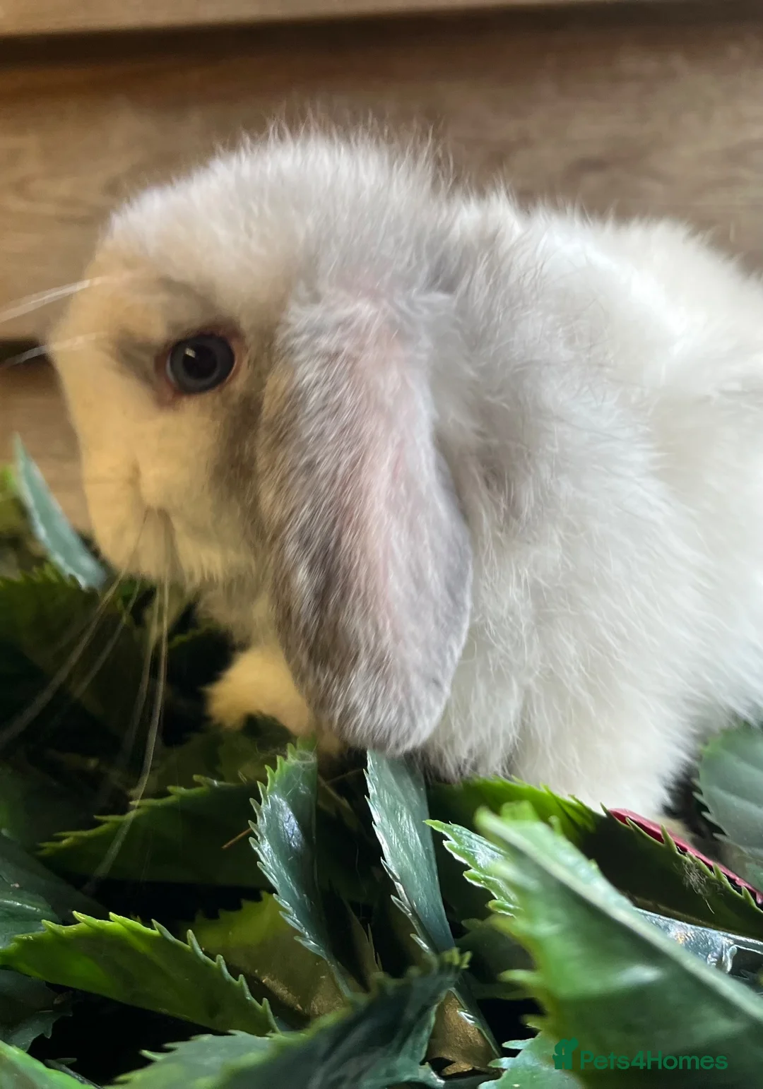 Mini Lop rabbits for sale: Gorgeous pure Mini lops  - Advert 22