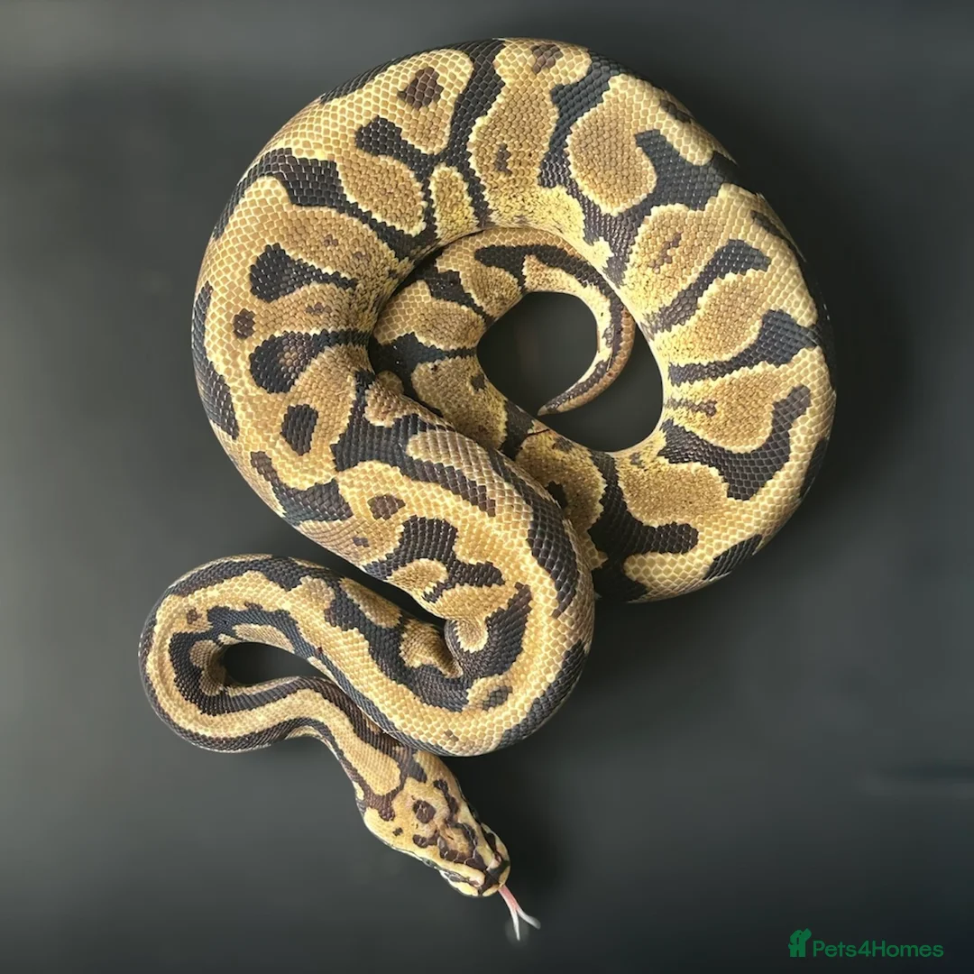 Python Snake reptiles for sale: Royal Python Male Spotnose, Fire, Het Clown - Advert 1