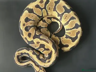 Python Snake reptiles Royal Python Only 1 available now - Advert 13