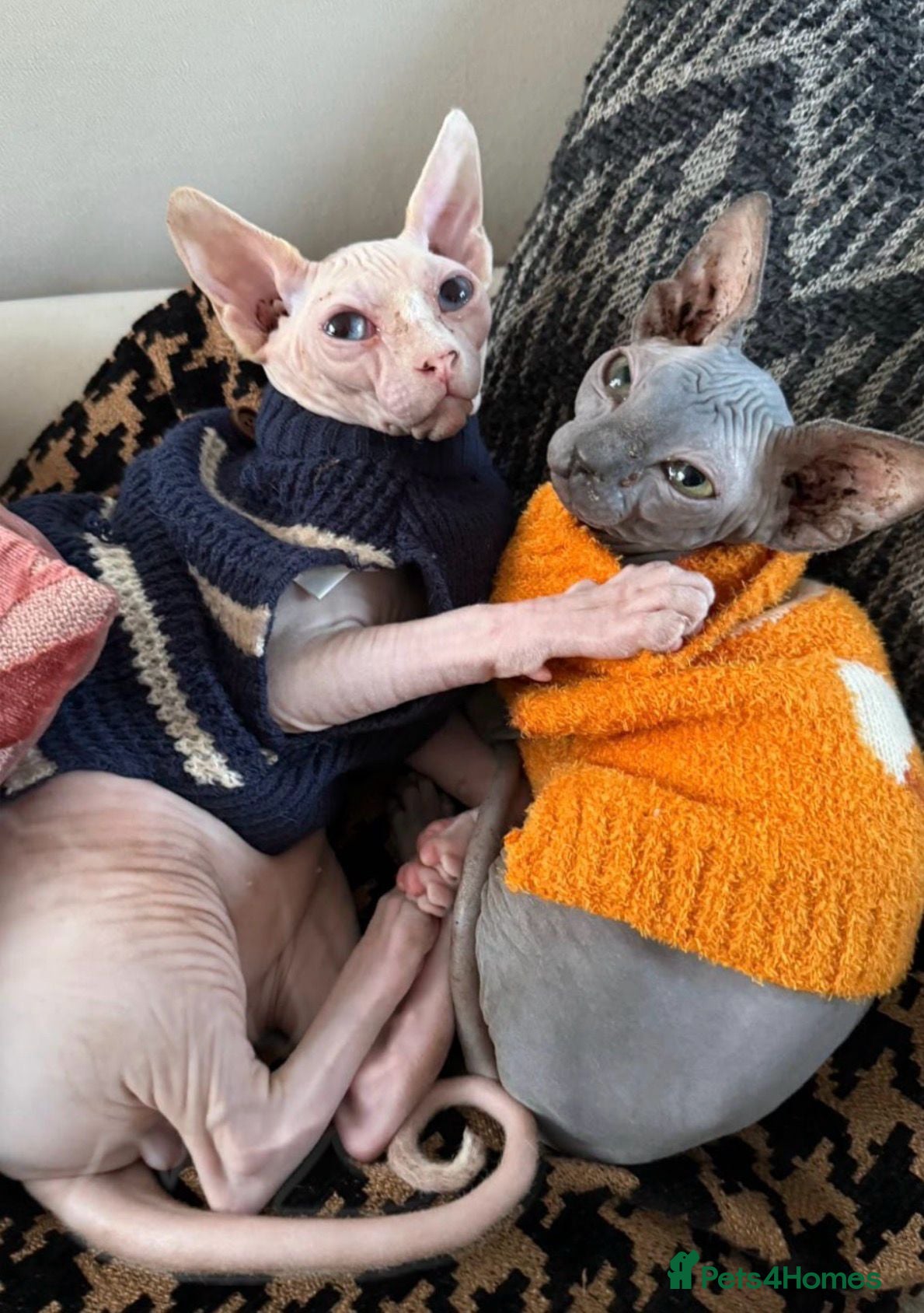Sphynx cats Tica registered sphynx kittens  - Advert 2