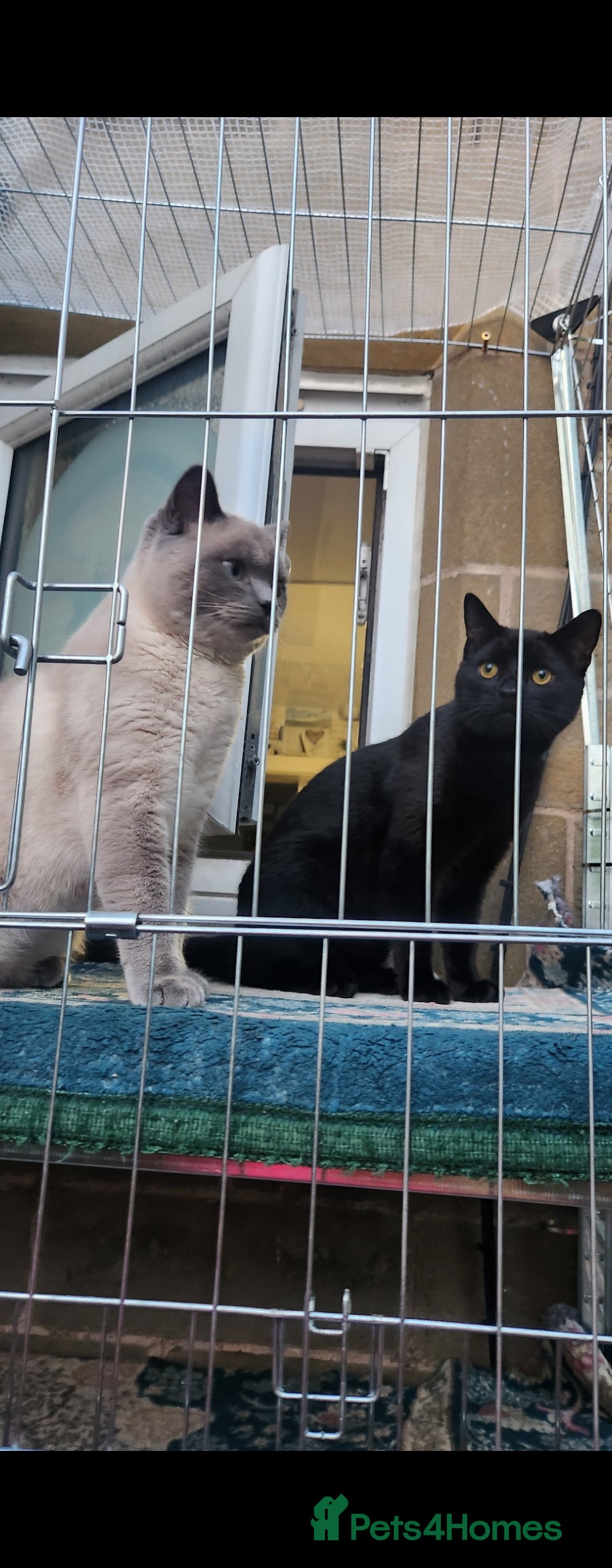 British Shorthair cats 2 male british short hair cats  - Advert 1