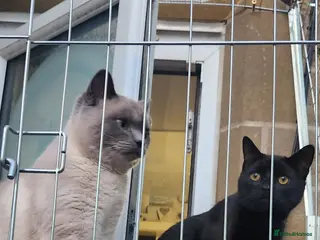 British Shorthair cats 2 male british short hair cats - Advert 18