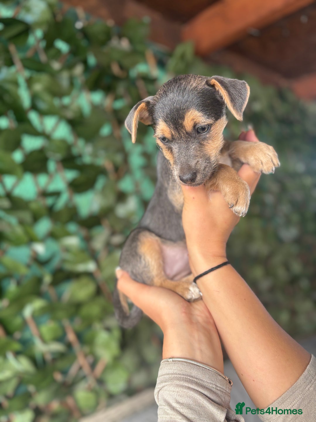 Jack Russell dogs for sale: Rare Jack Russell Puppies for sale - Image 2