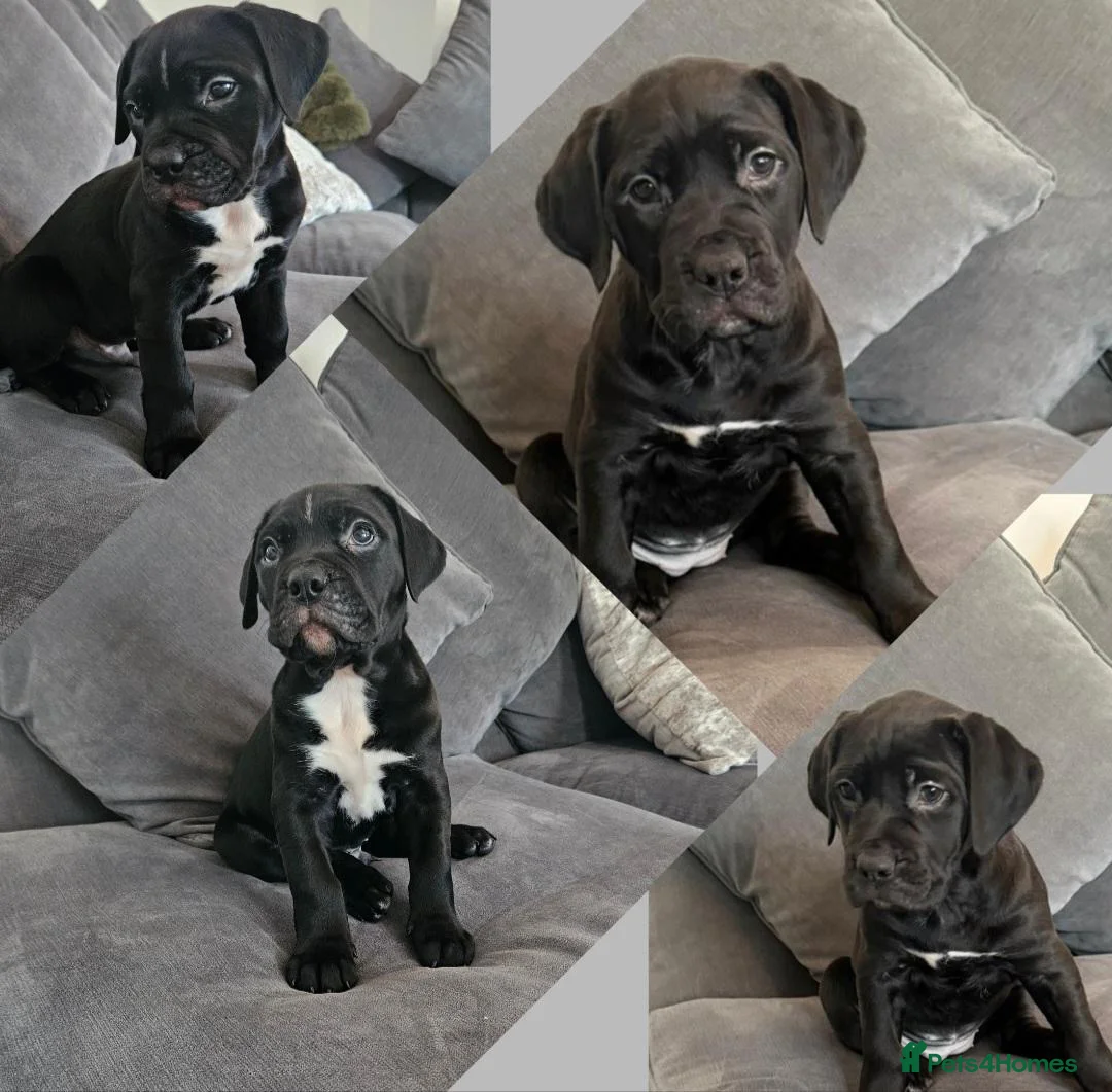 Mixed Breed dogs for sale: Boy and girl ready to go😍 - Advert 1