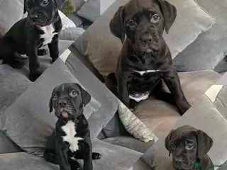 Mixed Breed dogs Boy and girl ready to go😍 - Advert 1