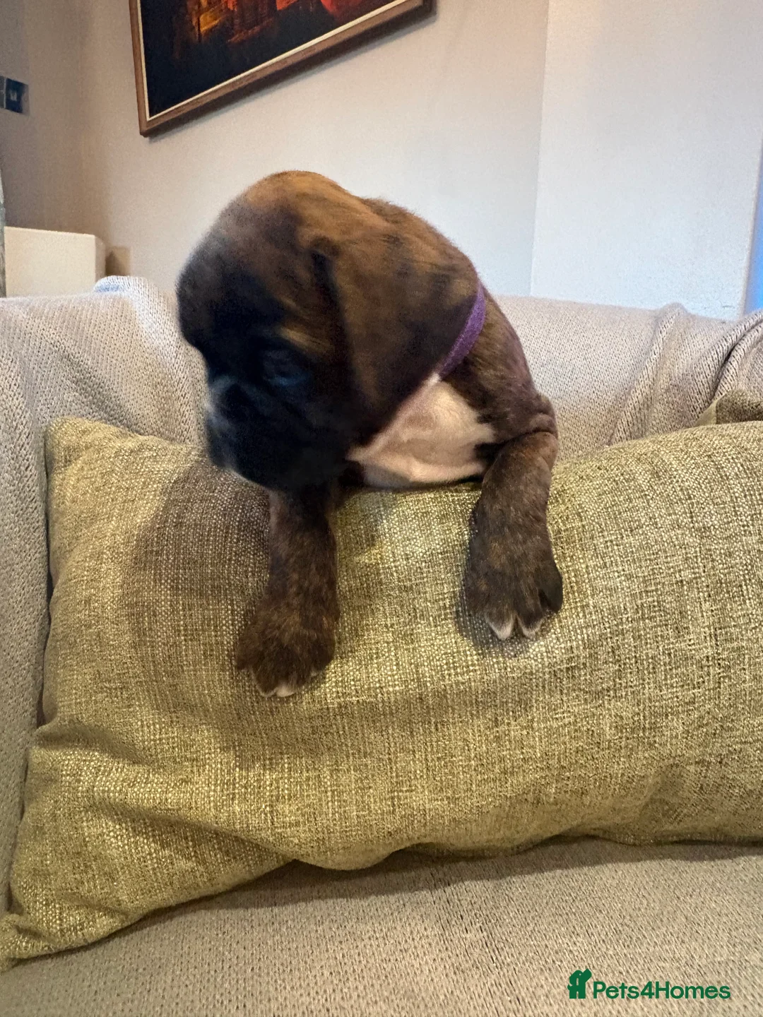 Boxer dogs for sale: READY NOW. LAST GIRL 🐶  - Advert 19