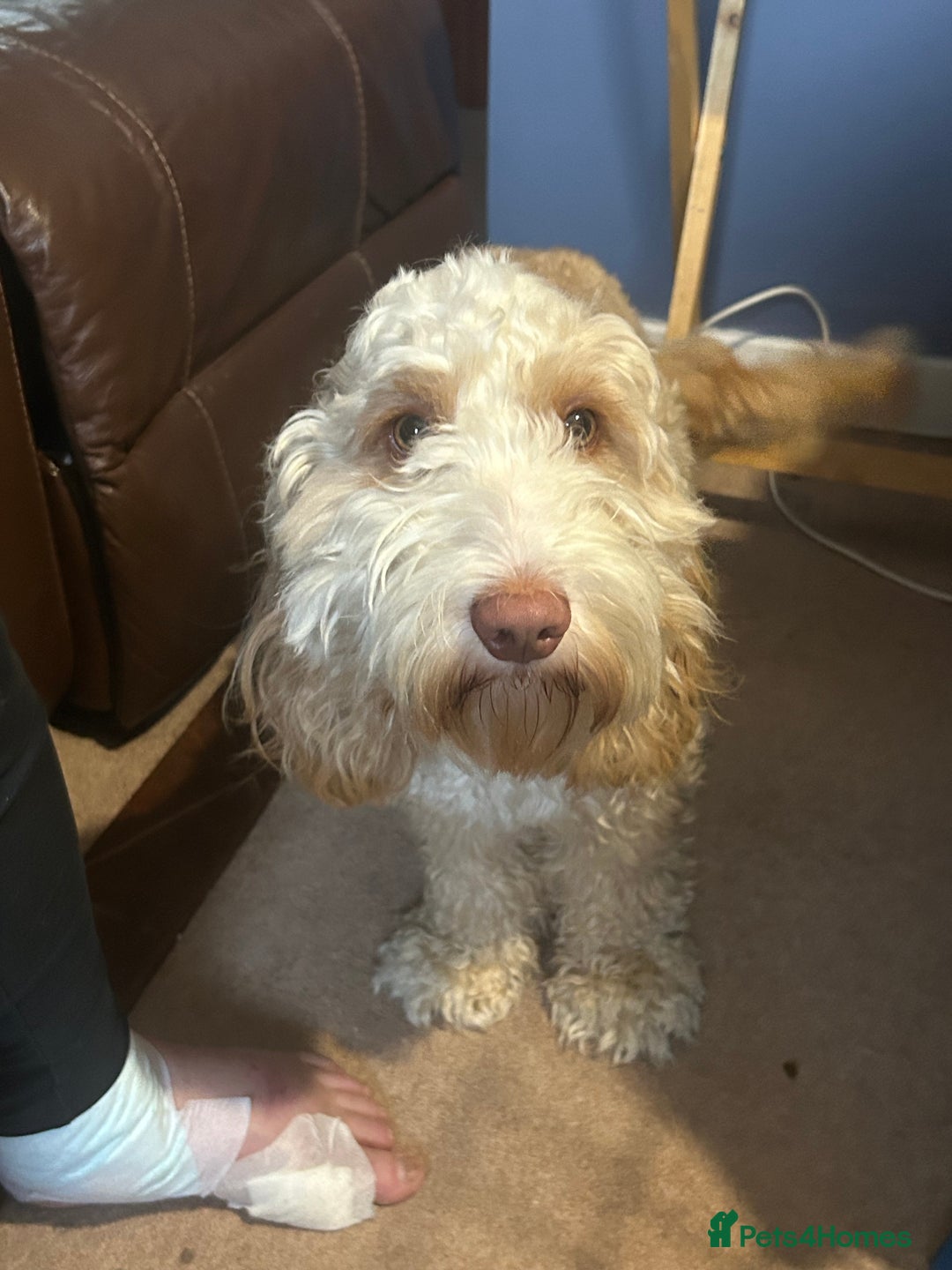 Cockapoo dogs for sale: Beautiful litter of F2 cockapoos  - Image 10