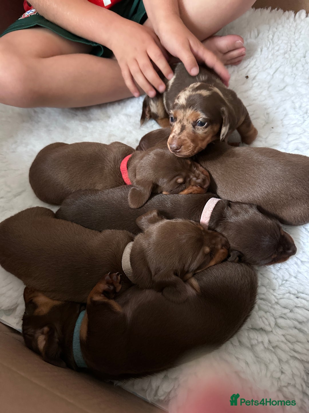 Miniature Dachshund dogs for sale: Gorgeous Miniature Dachshund Puppies!! - Image 2