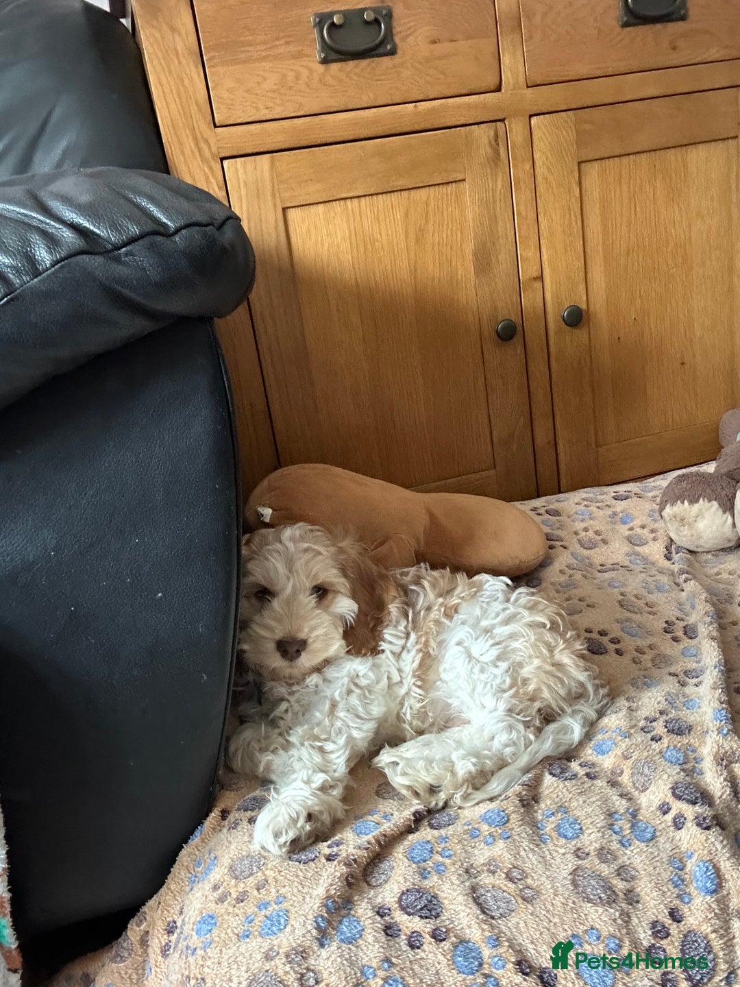 Cockapoo dogs for sale: Fully vaccinated cockapoo puppy  - Image 2