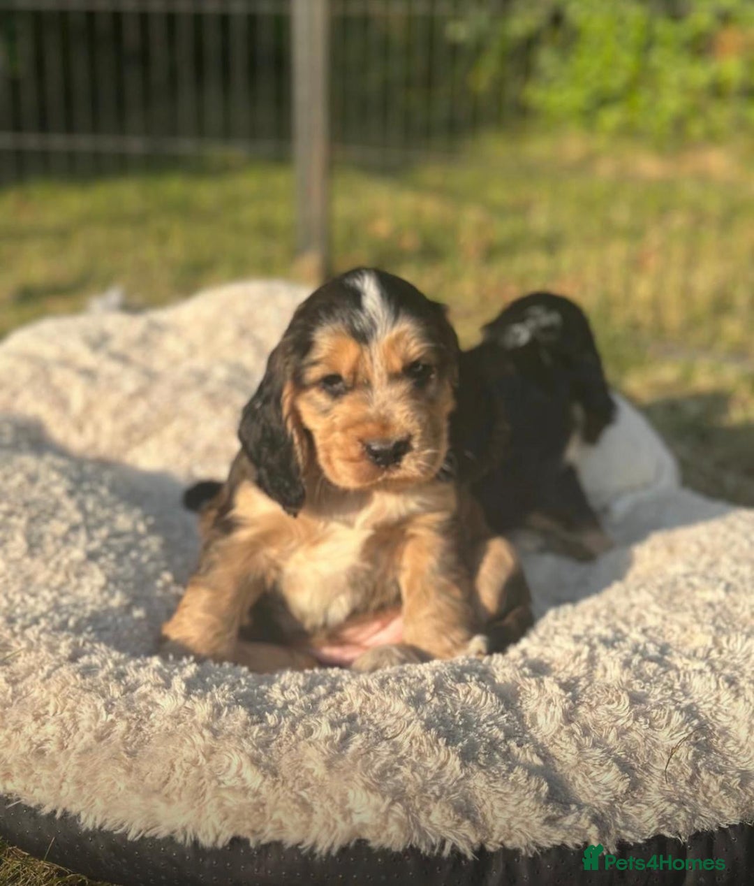 Cocker Spaniel dogs for sale: STUNNING Rizi Bizi sired Cocker puppies DNA Tested - Image 10